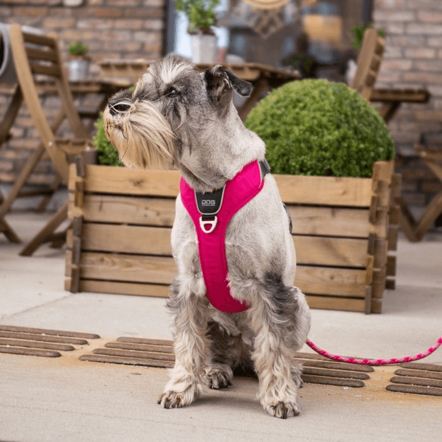 Dog Copenhagen - Comfort Walk Pro Harness - Black