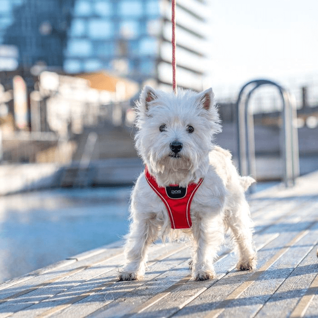 Dog Copenhagen - Comfort Walk Go - Red