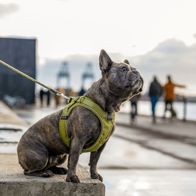 Dog Copenhagen - Comfort Walk Go - Black