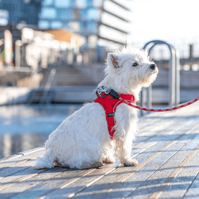 Dog Copenhagen - Comfort Walk Go - Red