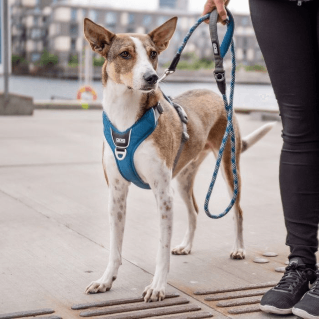 Dog Copenhagen - Comfort Walk Pro Harness - Ocean Blue
