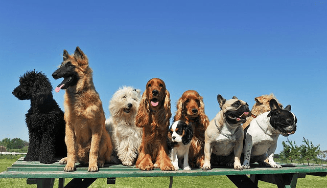 Understanding our Canine Companions - 10 week course